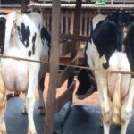 Kenya Milk Production Record 2025 Hits 5.5 Million