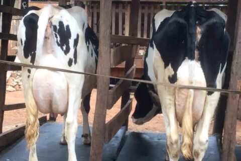 Kenya Milk Production Record 2025 Hits 5.5 Million