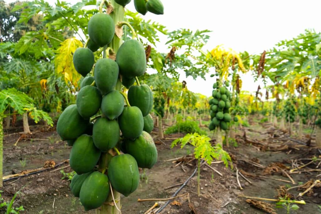 Scientists in Kenya Develop Eight New Papaya Hybrids That Resist Disease and Produce More Fruit