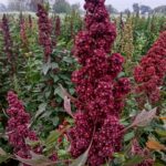 A closeup view of a mature quinoa plant with fully developed grain heads, showing the seed color and density that indicates peak harvest time in quinoa farming in Kenya.