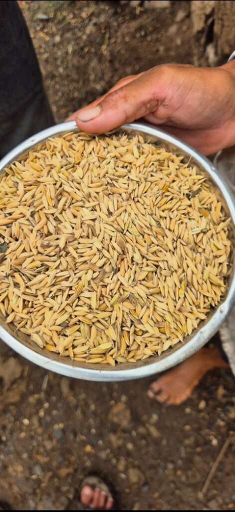 Rice Farming in Kenya 2026 - The Ultimate Goldmine Guide to High-Yield Paddy Production 6 A sample of freshly harvested rice grains displayed on a plate before drying, showing the quality and color that buyers look for in rice farming in Kenya.