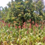 A small-scale farm showing sorghum planted between rows of young Hass avocado trees, demonstrating efficient land use and diversified income through sorghum farming in Kenya.