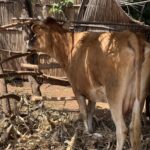Subsidized AI Services for Dairy Farmers in Western Kenya