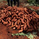 A generous pile of freshly harvested sweet potatoes resting at the farm after digging, representing the rewarding yield from dedicated sweet potato farming in Kenya.