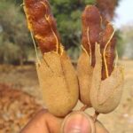 A proud farmer displays two freshly harvested tamarind pods partially peeled, revealing the sticky brown pulp inside that is highly valued in tamarind farming in Kenya for juice and spice markets.