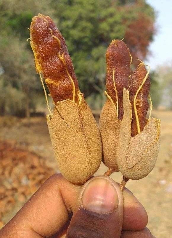 A proud farmer displays two freshly harvested tamarind pods partially peeled, revealing the sticky brown pulp inside that is highly valued in tamarind farming in Kenya for juice and spice markets.