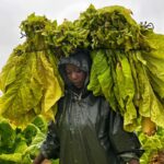 A farmer carries a heavy load of freshly harvested tobacco leaves on her back, demonstrating the intense physical labor demanded by tobacco farming in Kenya.