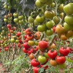 A thriving tomato farm with plants loaded with healthy green and ripening fruits, demonstrating the high yield potential of proper agronomy in tomato farming in Kenya.