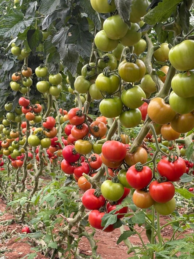 A thriving tomato farm with plants loaded with healthy green and ripening fruits, demonstrating the high yield potential of proper agronomy in tomato farming in Kenya.