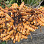 Turmeric profit per acre in Kenya can reach 800,000 KSh when harvest exceeds 8 tons of quality produce.