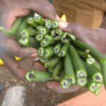 A farmer holds just harvested vanilla beans in his hand. Successful vanilla farming in Kenya depends on harvesting at the right maturity stage.
