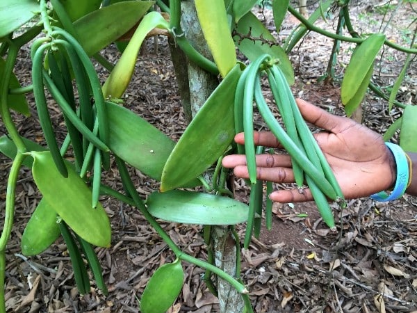 A farmer inspects his vanilla beans at the farm. Vanilla farming in Kenya requires daily attention during the growing season.