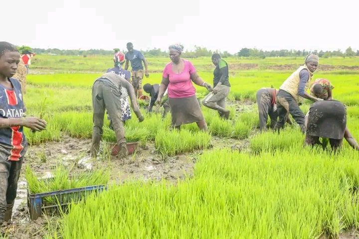 Rice Farming in Kenya 2026 - The Ultimate Goldmine Guide to High-Yield Paddy Production 1 Farmers working together in a rice paddy in Mwea, demonstrating the teamwork and labor required for successful rice farming in Kenya during transplanting season.