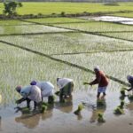 Farmers wading through flooded paddy to tend to rice plants, showing the hands-on management involved in rice farming in Kenya during the growing season.