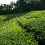 Tea Farming