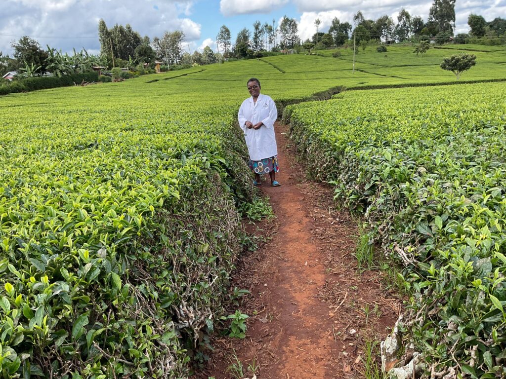 Tea Farming in Kenya 2026 - The Complete Guide for Sustainable Tea Farming Profits 3 A smiling woman poses proudly at a tea farm, representing the thousands of families whose livelihoods depend on tea farming in Kenya from generation to generation.