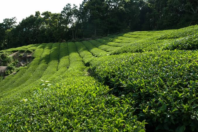 Tea Farming in Kenya 2026 - The Complete Guide for Sustainable Tea Farming Profits 1 A vast expanse of a large scale tea plantation stretching across the rolling highlands, showing the neat rows and dense canopy that characterize commercial tea farming in Kenya in regions like Kericho and Nandi.