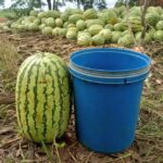 watermelon farming in Kenya