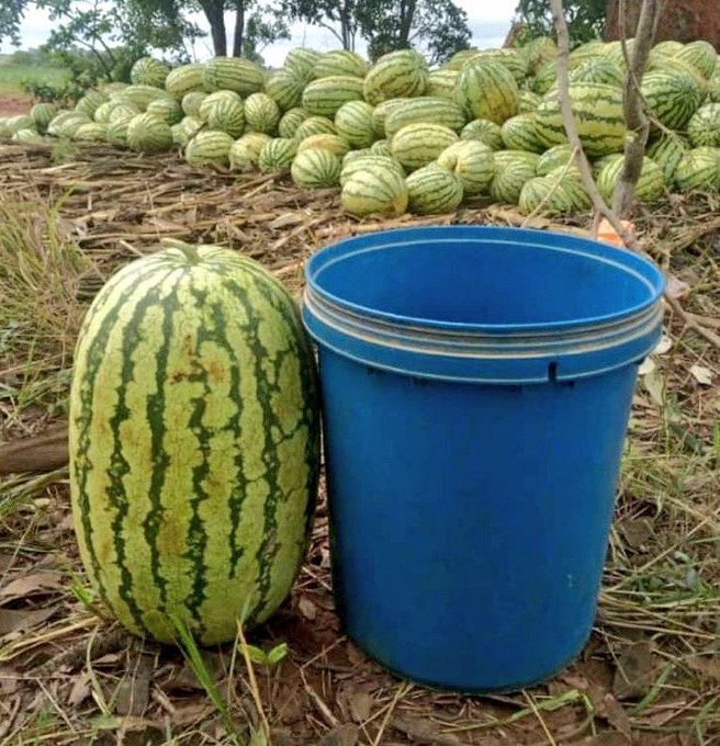 watermelon farming in Kenya