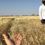 Successful wheat farming in Kenya requires regular field scouting.