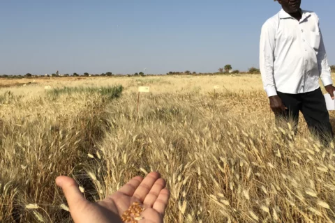 Successful wheat farming in Kenya requires regular field scouting.