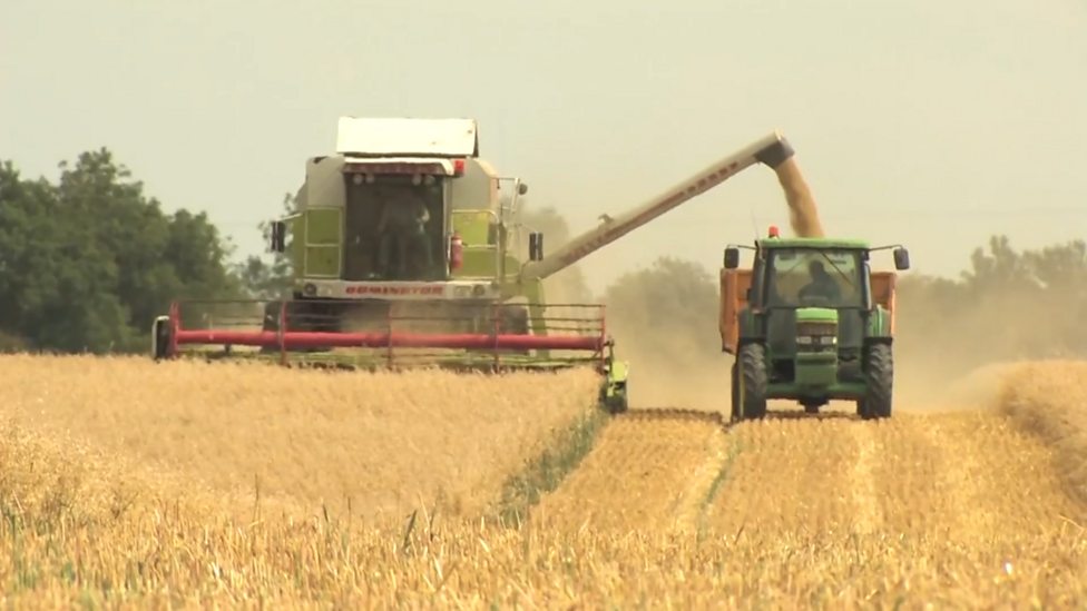 Wheat Farming in Kenya 2026 - A Complete Profitable Guide to Large-Scale Commercial Production 5 wheat farming in Kenya depends on combine harvesters.