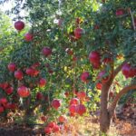 20 Fruit Trees That Thrive Well on Hot Regions: A Commercial Farming Guide for ASAL Fruit Farming in Kenya