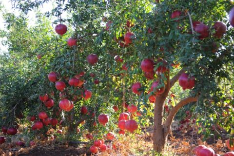 20 Fruit Trees That Thrive Well on Hot Regions: A Commercial Farming Guide for ASAL Fruit Farming in Kenya