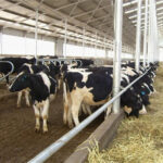 The Ultimate Guide to Zero Grazing House Designs in Kenya: 10-20 Cow Modern Plans