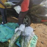 Workers at Farmers Trend nursery preparing seedlings for export, washing and wrapping citrus and avocado seedlings
