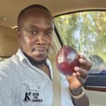Kenyan Hass Avocado Seedlings in Gambia