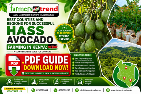 Best Counties and Regions for Successful Hass Avocado Farming