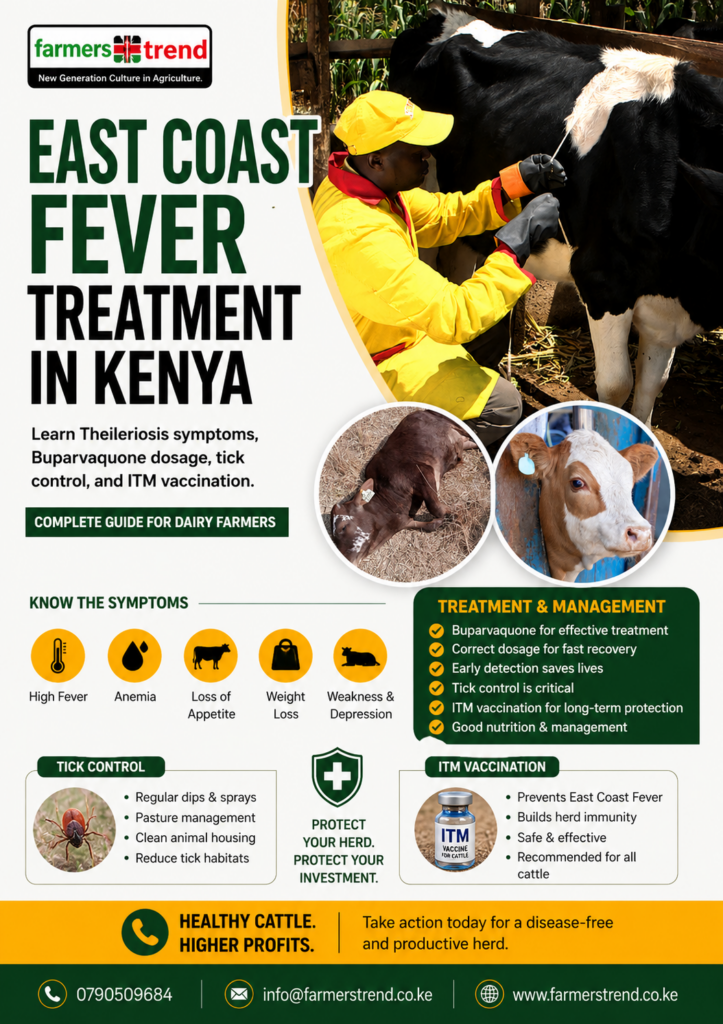 East Coast Fever Treatment in Kenya: The 2026 Authority Guide to Theileriosis in a Cow