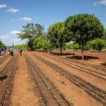 Climate Smart Farming in Makueni Kenya
