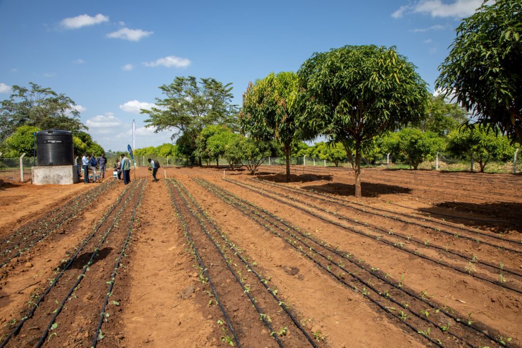 Climate Smart Farming in Makueni Kenya