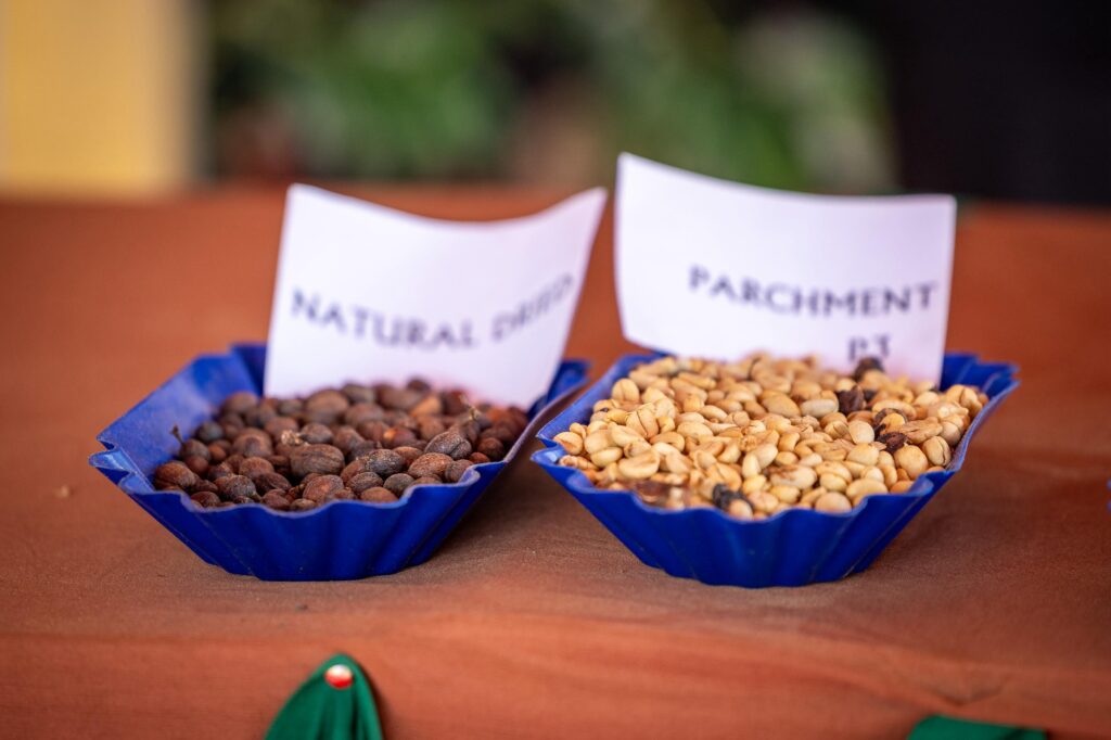 Coffee Production Increase in Kenya Targets 150,000 Metric Tonnes as Reforms Bear Fruit 2 Coffee production increase in Kenya