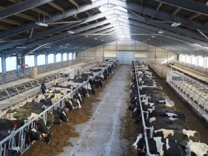 cow house designs in kenya