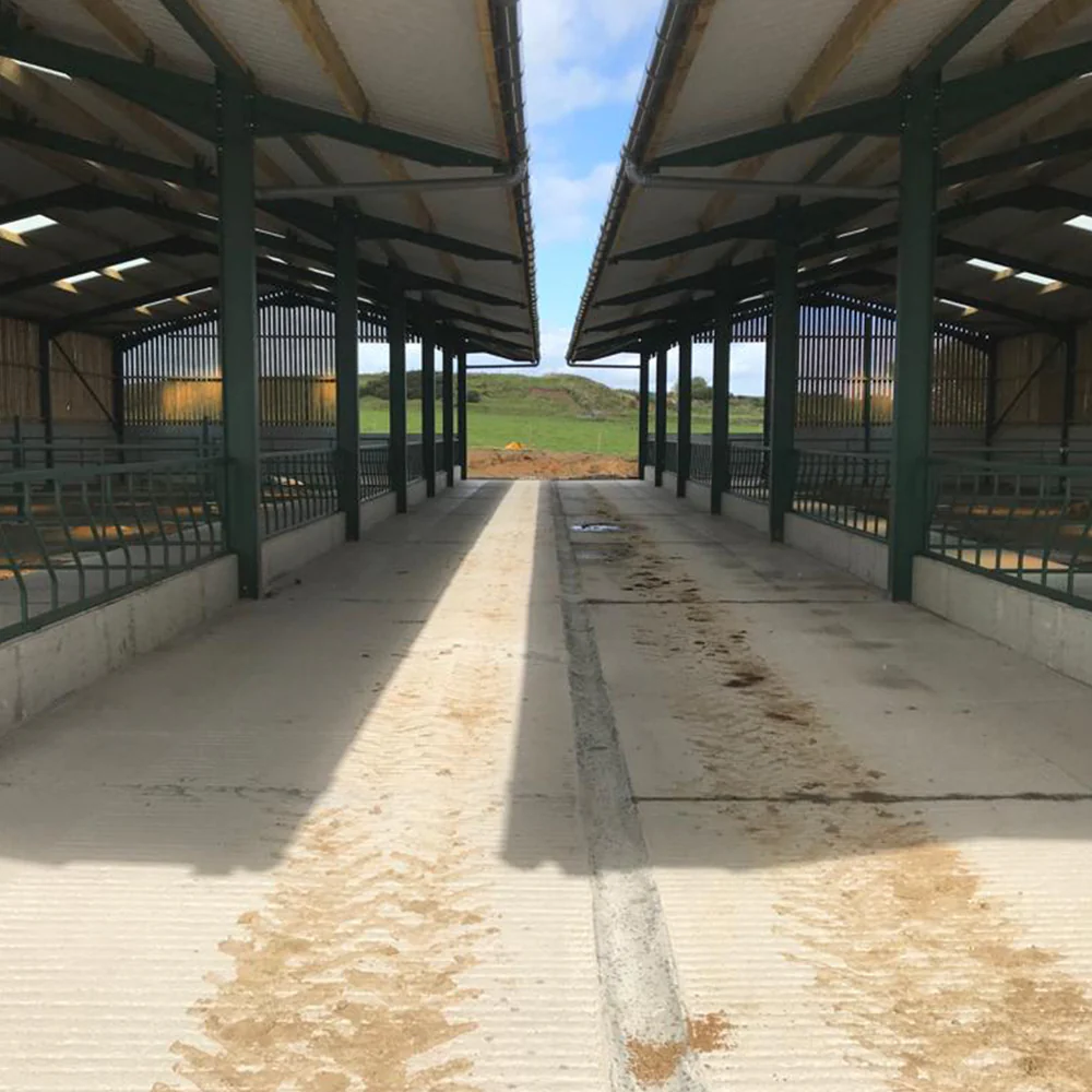 How Dairy Cattle Housing Design and Construction Impacts Cow Comfort and Milk Yield