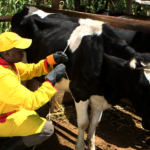 Vet administering ITM vaccine to Friesian cow for East Coast Fever treatment in Kenya and Theileriosis prevention.