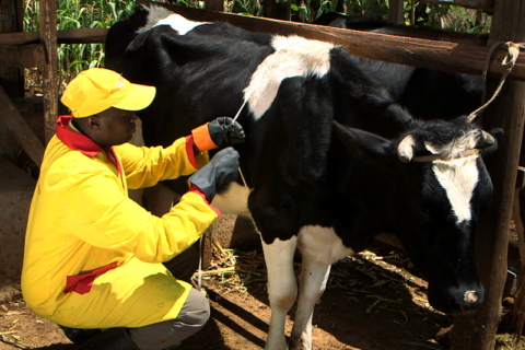 Vet administering ITM vaccine to Friesian cow for East Coast Fever treatment in Kenya and Theileriosis prevention.