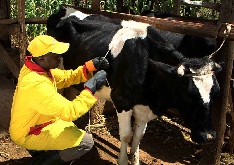Vet administering ITM vaccine to Friesian cow for East Coast Fever treatment in Kenya and Theileriosis prevention.