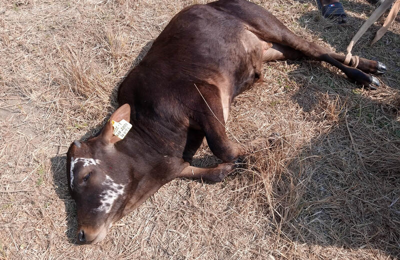East Coast Fever treatment in Kenya, Theileriosis in a cow