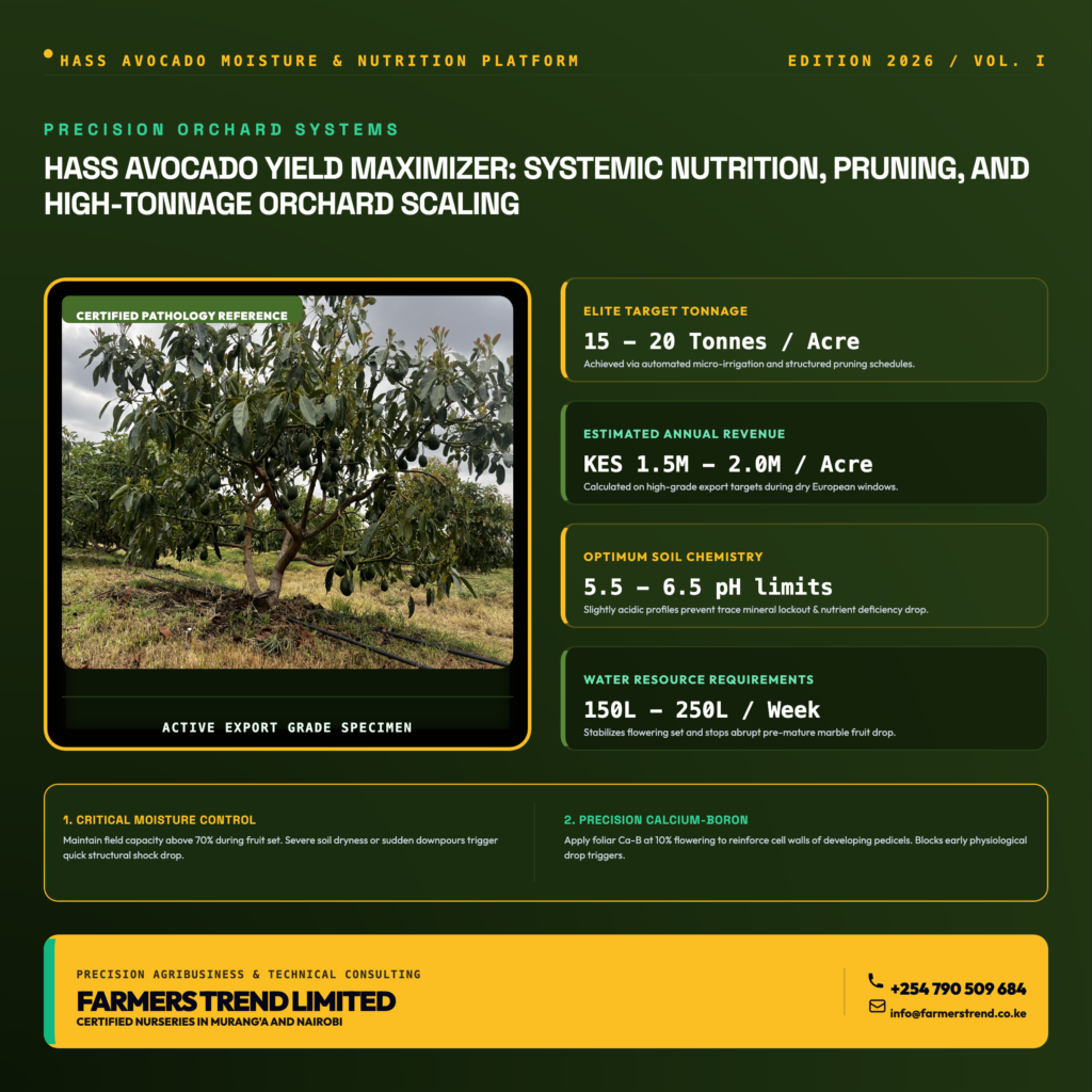 How to Maximize Hass Avocado Yield Per Acre in Kenya: The 2026 Commercial Orchard Roadmap