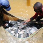 Fish Welfare Aquaculture SOP Kenya Launched to Strengthen Sustainable Fish Farming