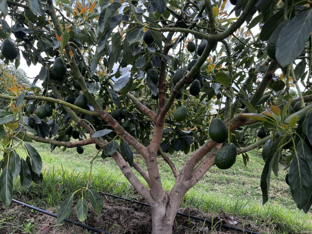 How to Maximize Hass Avocado Yield Per Acre in Kenya