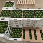 How to Maximize Hass Avocado Yield Per Acre in Kenya