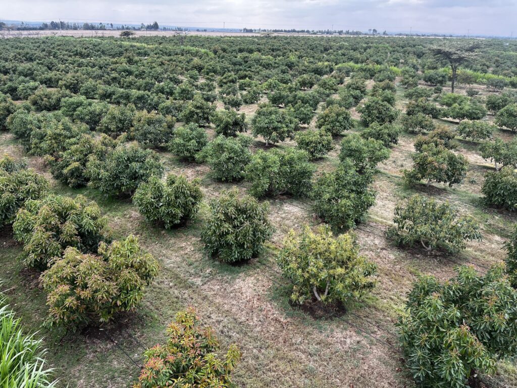How to Maximize Hass Avocado Yield Per Acre in Kenya