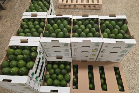 How to Maximize Hass Avocado Yield Per Acre in Kenya
