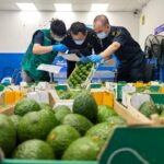 Kenya Avocado Exports to China Railway Open New Path of Shared Prosperity for Both Nations