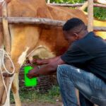 Kenya Dairy Import Levy 2026